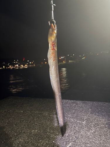 アナゴの釣果