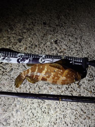 アコウの釣果