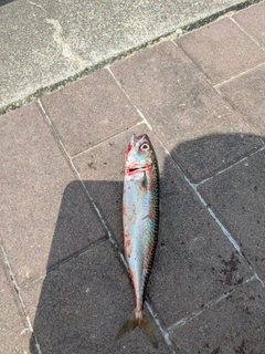 マサバの釣果