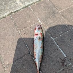 マサバ