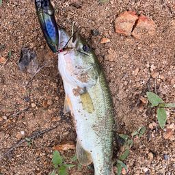 ラージマウスバス