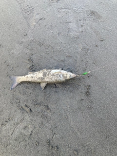 ウグイの釣果
