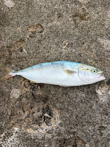 フクラギの釣果