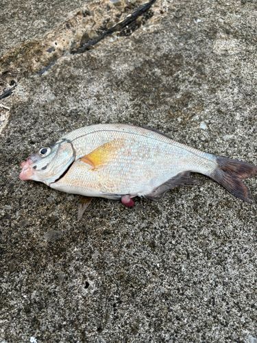 タナゴの釣果