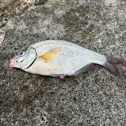 タナゴ