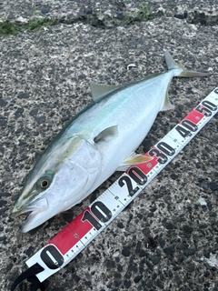 ワラサの釣果