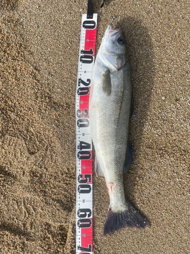 スズキの釣果