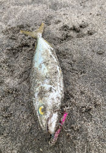 ワカシの釣果
