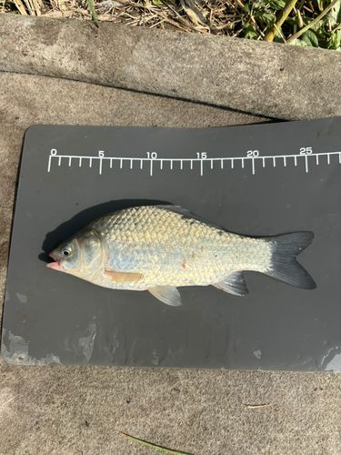 ヘラブナの釣果