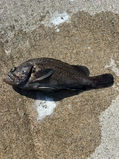 ソイの釣果