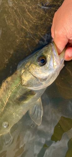 セイゴ（マルスズキ）の釣果