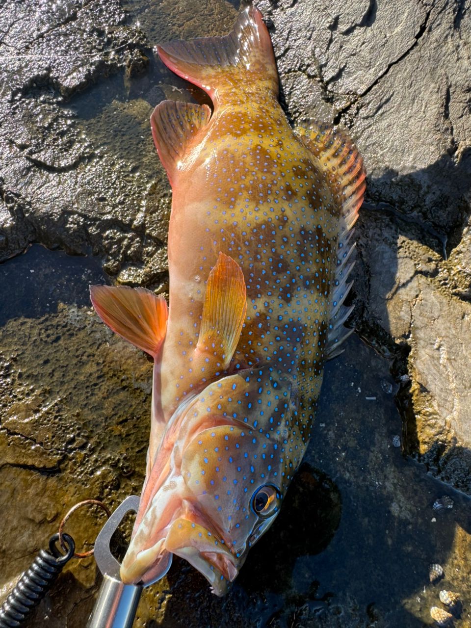 アカジンミーバイ