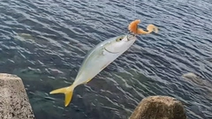 コゾクラの釣果