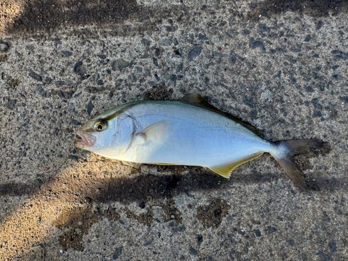ショゴの釣果