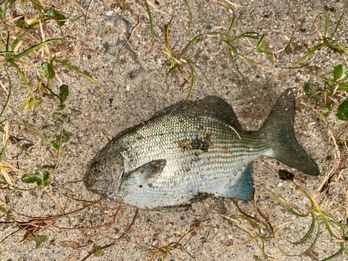 メジナの釣果