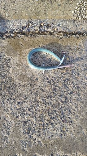 ダツの釣果