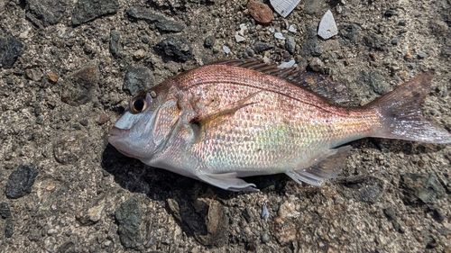 チャリコの釣果