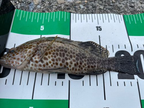 オオモンハタの釣果