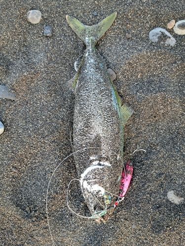 ワカシの釣果
