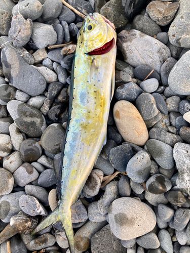 シイラの釣果