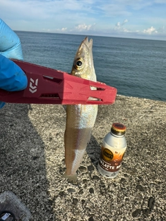 キスの釣果
