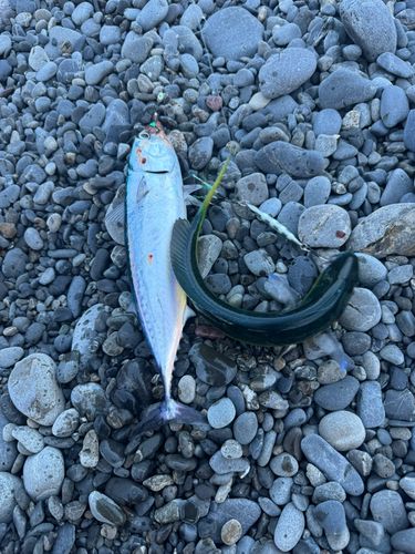 マルソウダの釣果