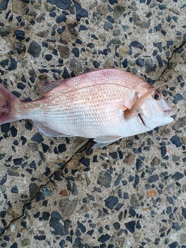 マダイの釣果