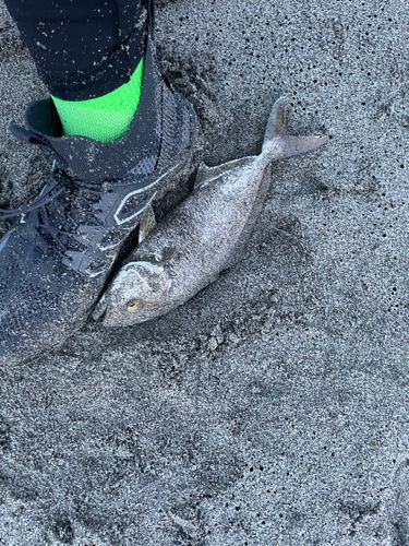 ショゴの釣果