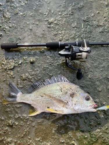 キビレの釣果