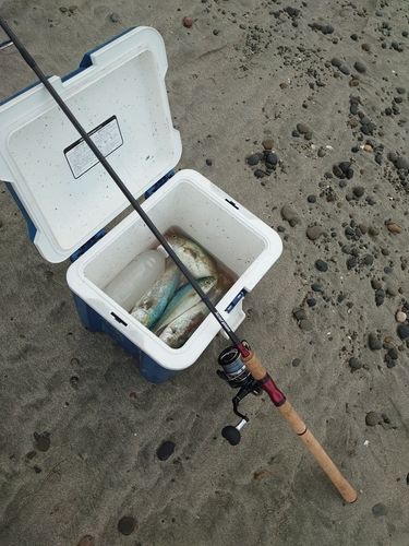 ワカシの釣果
