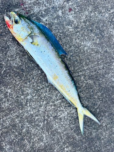 シイラの釣果