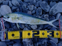 シイラの釣果