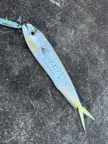 シイラの釣果