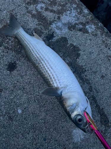 ボラの釣果
