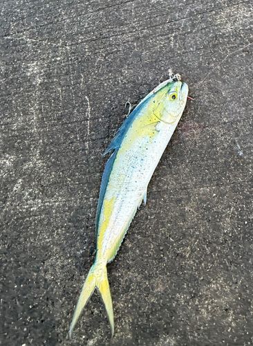 シイラの釣果