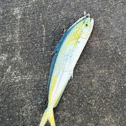 シイラ