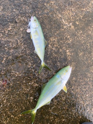 フクラギの釣果