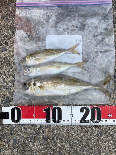 マアジの釣果