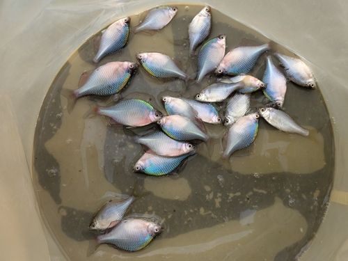 タイリクバラタナゴの釣果
