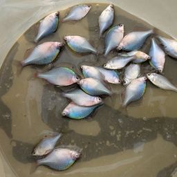 タイリクバラタナゴ