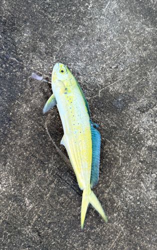 シイラの釣果