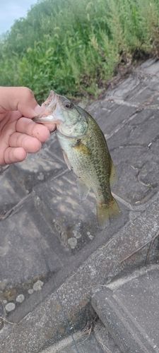 ラージマウスバスの釣果
