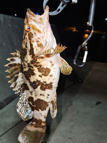 タケノコメバルの釣果