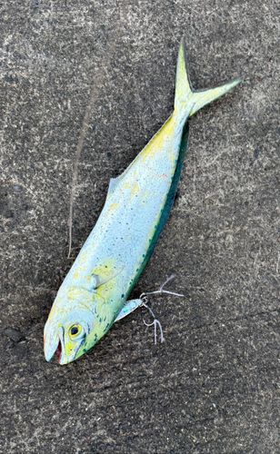シイラの釣果