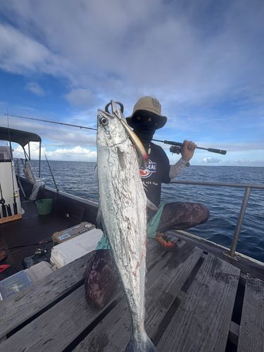 イケカツオの釣果