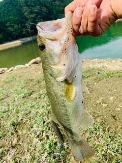 ラージマウスバスの釣果