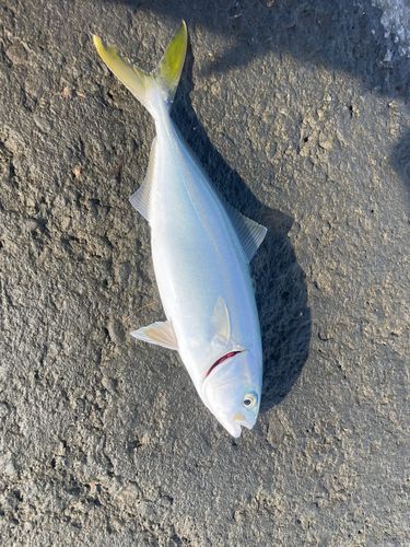 ワカシの釣果