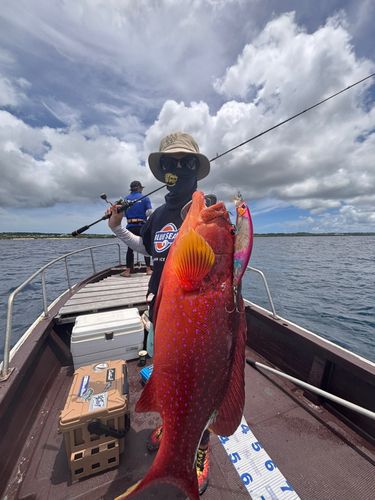 バラハタの釣果