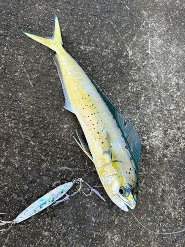 シイラの釣果