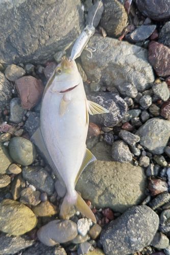 シオの釣果